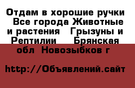 Отдам в хорошие ручки - Все города Животные и растения » Грызуны и Рептилии   . Брянская обл.,Новозыбков г.